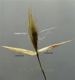  Spikelet